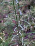 Erysimum canescens