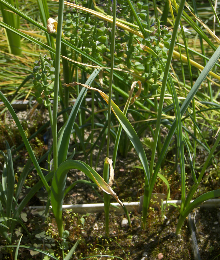 Изображение особи Allium cardiostemon.