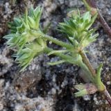 Scleranthus annuus. Верхушка веточки с соцветиями. Калужская обл., ст. Думиничи, пустырь. 19.08.2009.