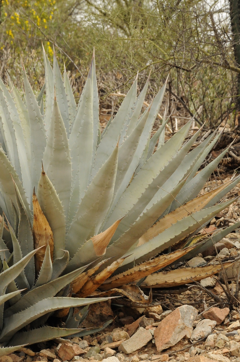 Изображение особи Agave deserti.