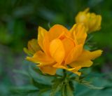 Trollius asiaticus. Цветок. Средний Урал, Пермский край, Добрянский р-н, 5 км от ст. Ярино, опушка смешанного леса, давно заброшенный садовый участок, в культуре. 8 июня 2014 г.