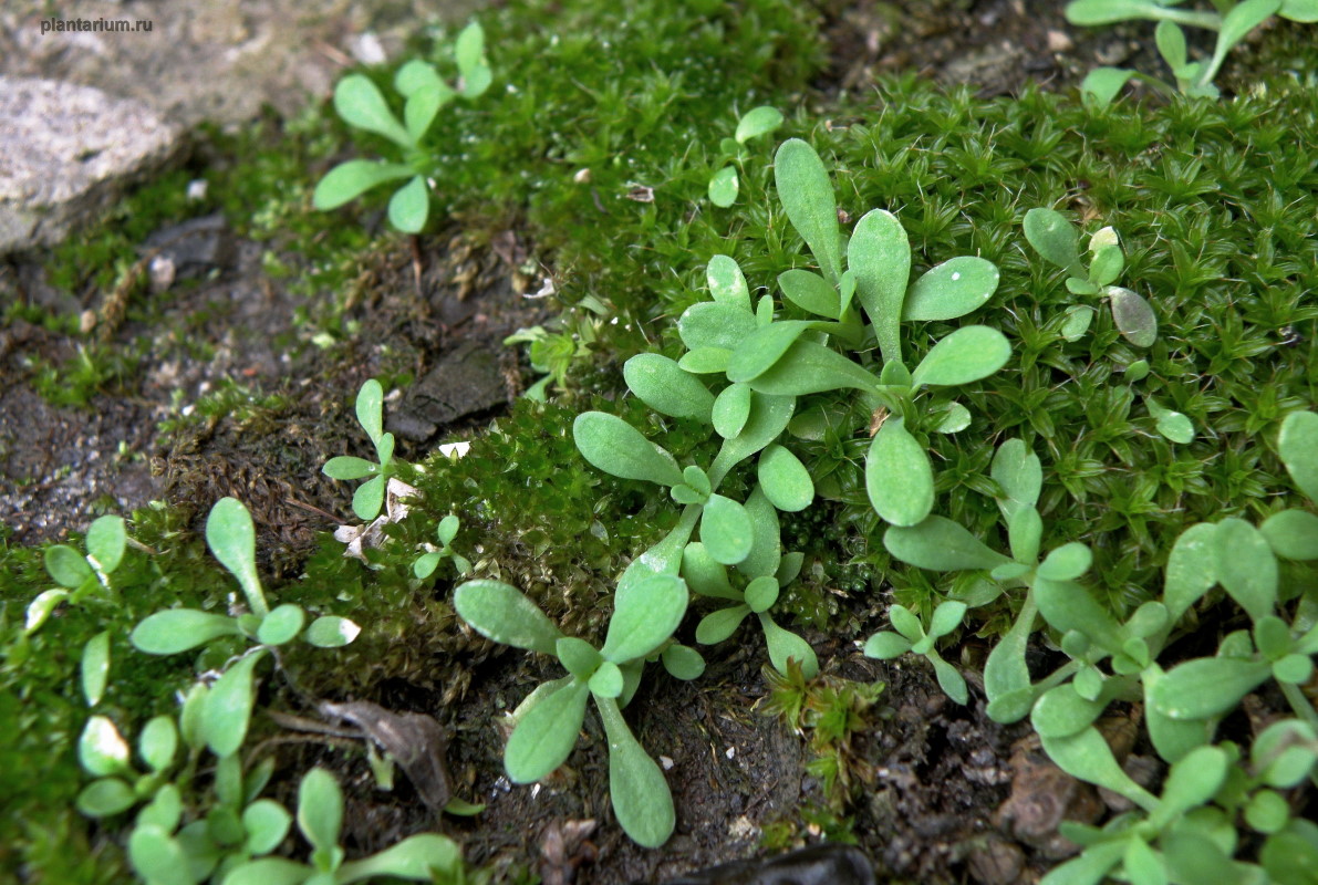 Image of Holosteum umbellatum specimen.