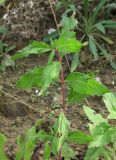 Eupatorium cannabinum