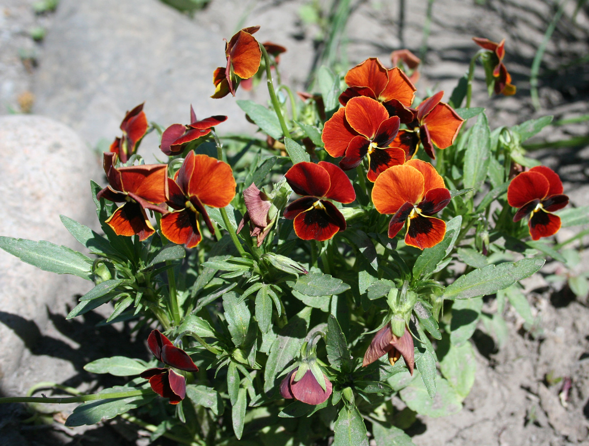 Image of Viola wittrockiana specimen.