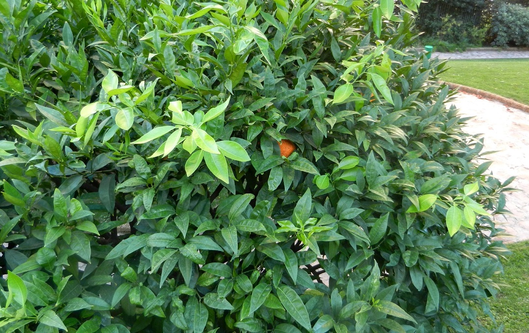 Изображение особи Citrus sinensis.