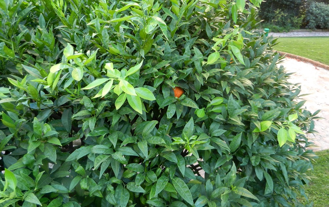 Image of Citrus sinensis specimen.