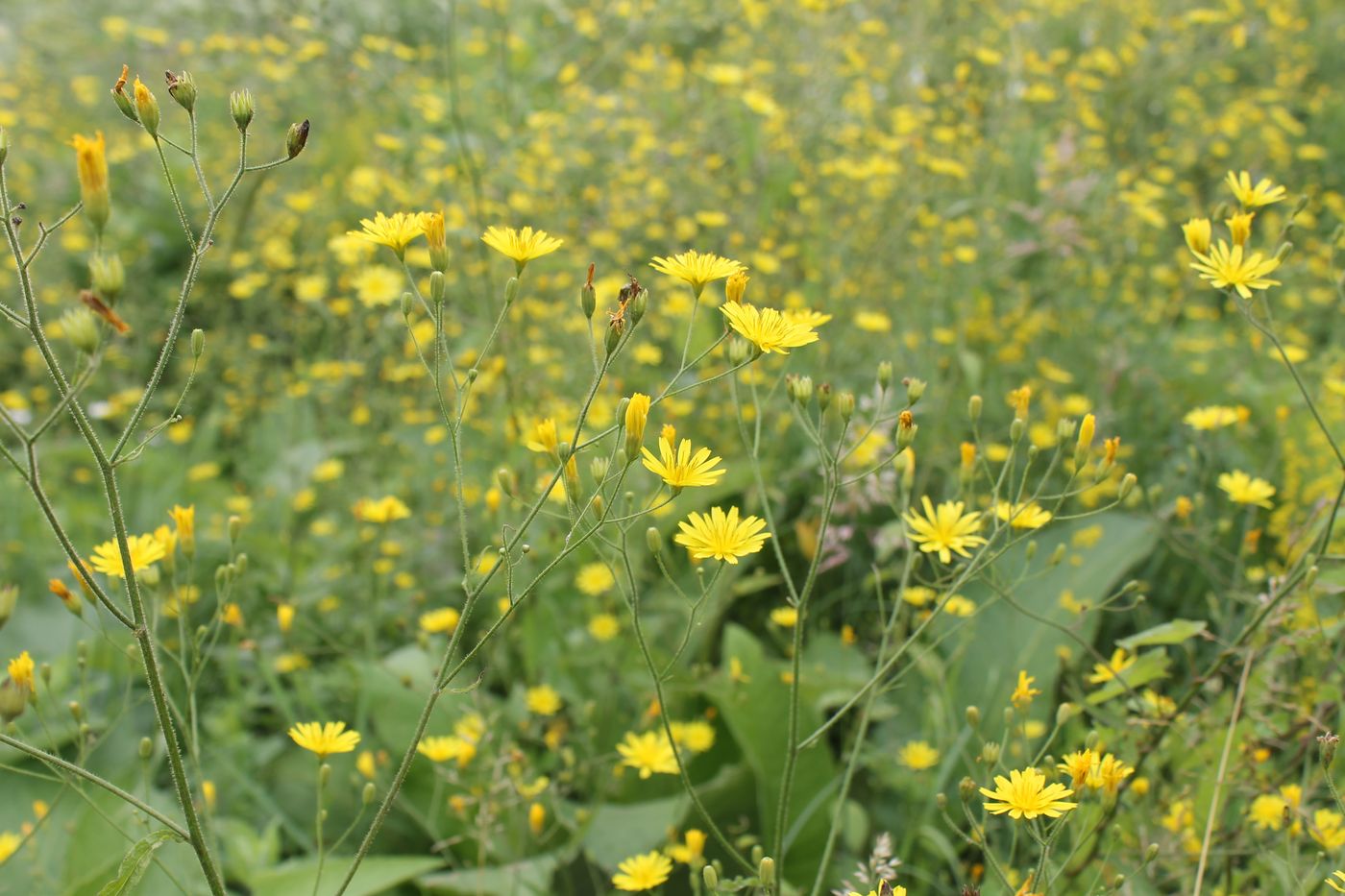 Image of Lapsana grandiflora specimen.