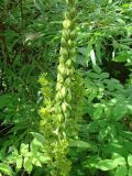 Veratrum lobelianum