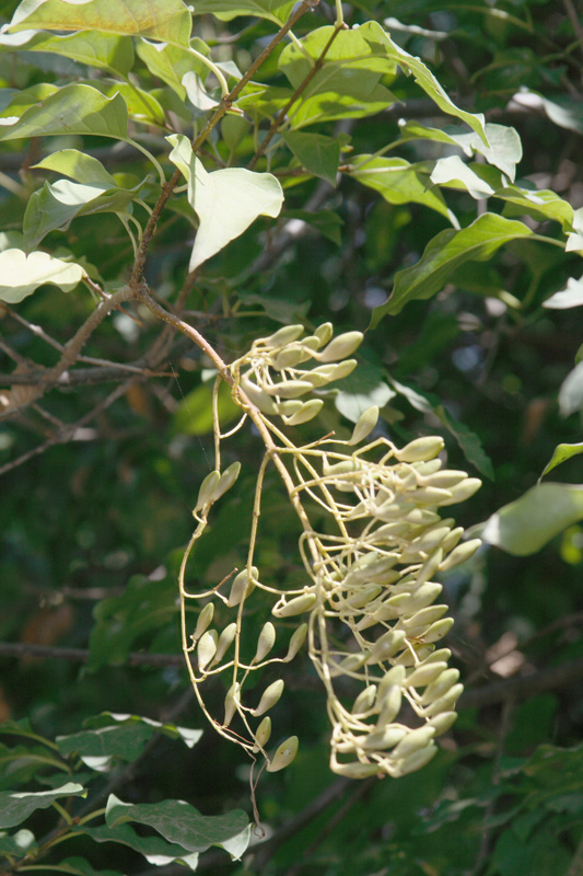 Изображение особи Syringa amurensis.