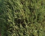 View full-size image Juniperus virginiana