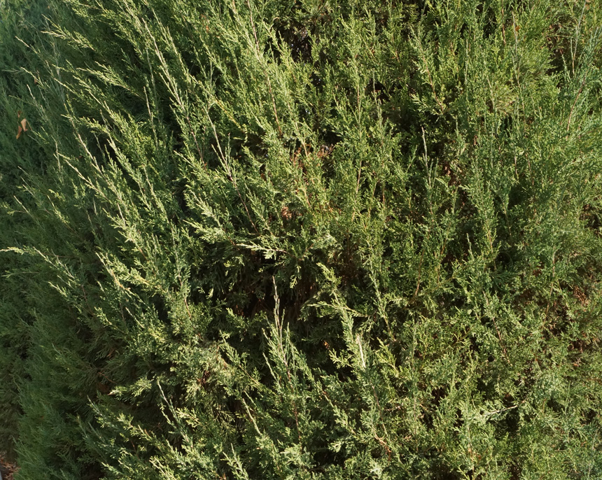 Image of Juniperus virginiana specimen.