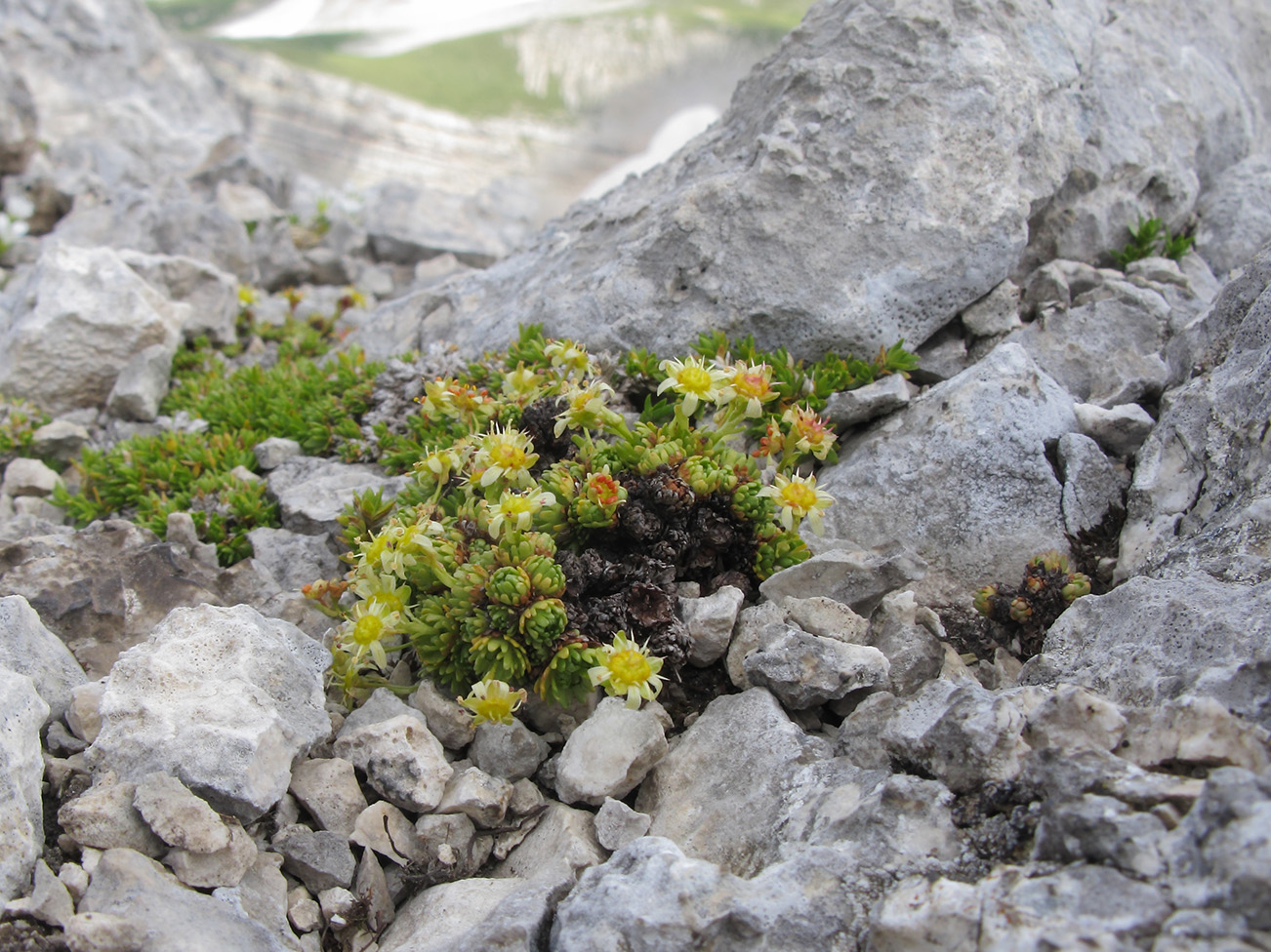 Image of Saxifraga adenophora specimen.