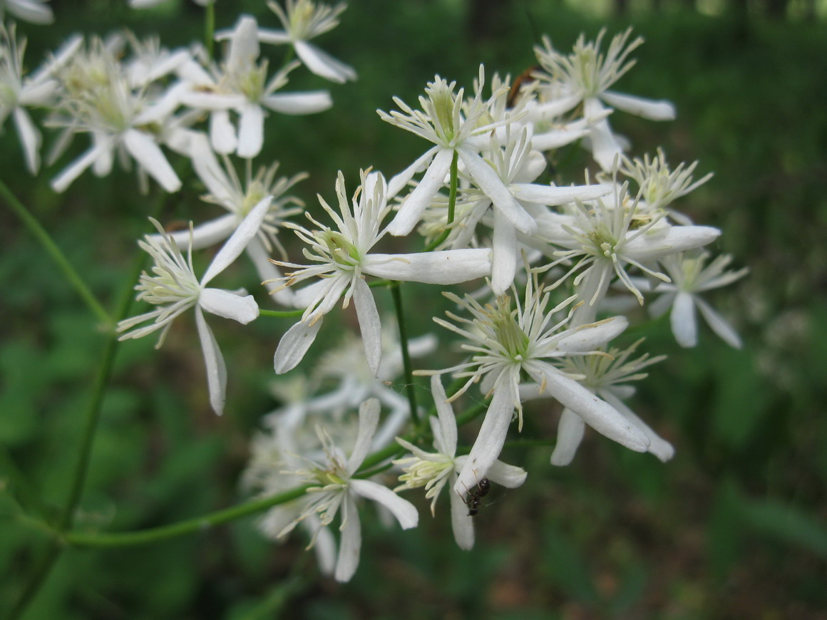 Image of Clematis recta specimen.