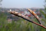 Fagus orientalis