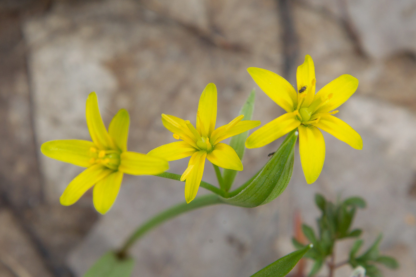 Изображение особи Gagea lutea.