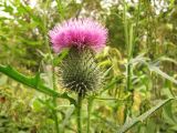 Cirsium vulgare. Соцветие. Тамбовская обл., Петровский р-н, дер. Новая Васильевка, заросли кустарника. 13.09.2015.