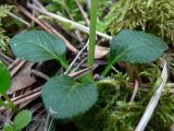 Moneses uniflora. Розетка прикорневых листьев и основание побега. Свердловская обл., окр. г. Североуральск, моховой сосняк с елью на известняках. 21.06.2007.