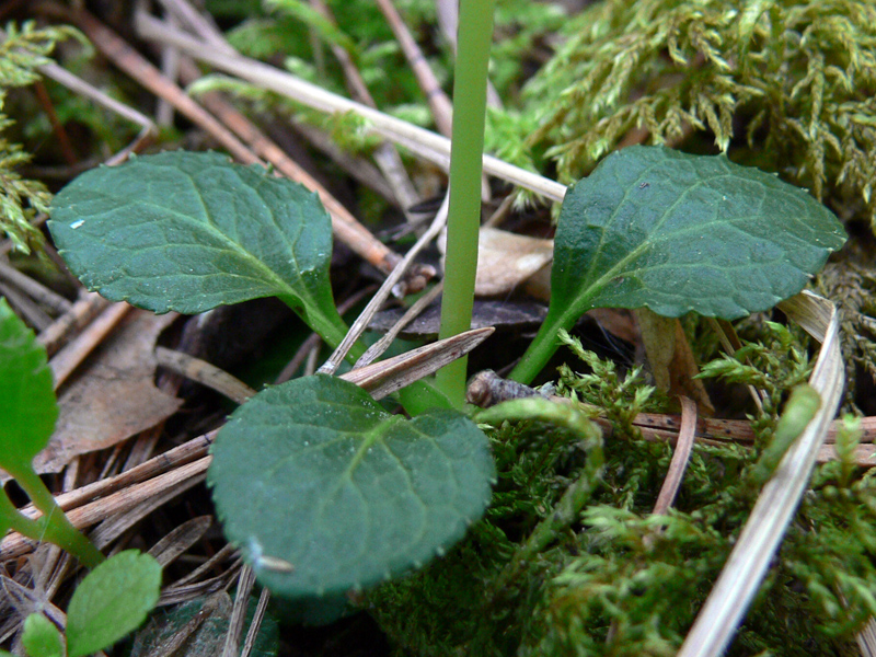 Image of Moneses uniflora specimen.