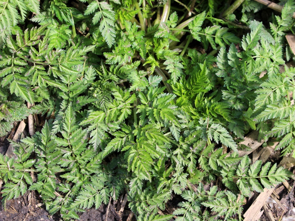 Image of Anthriscus sylvestris specimen.