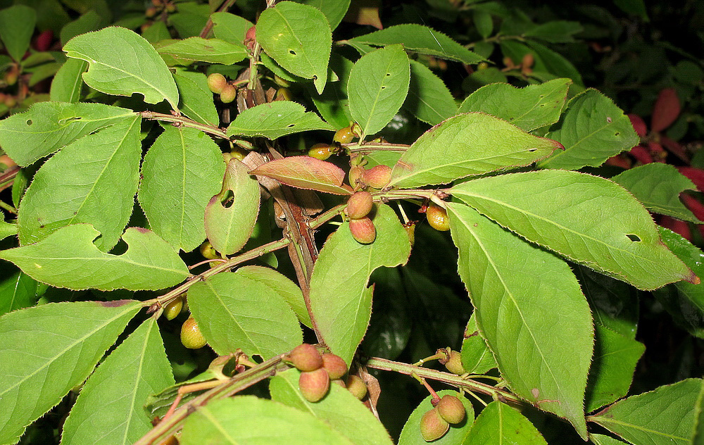 Image of Euonymus sacrosanctus specimen.