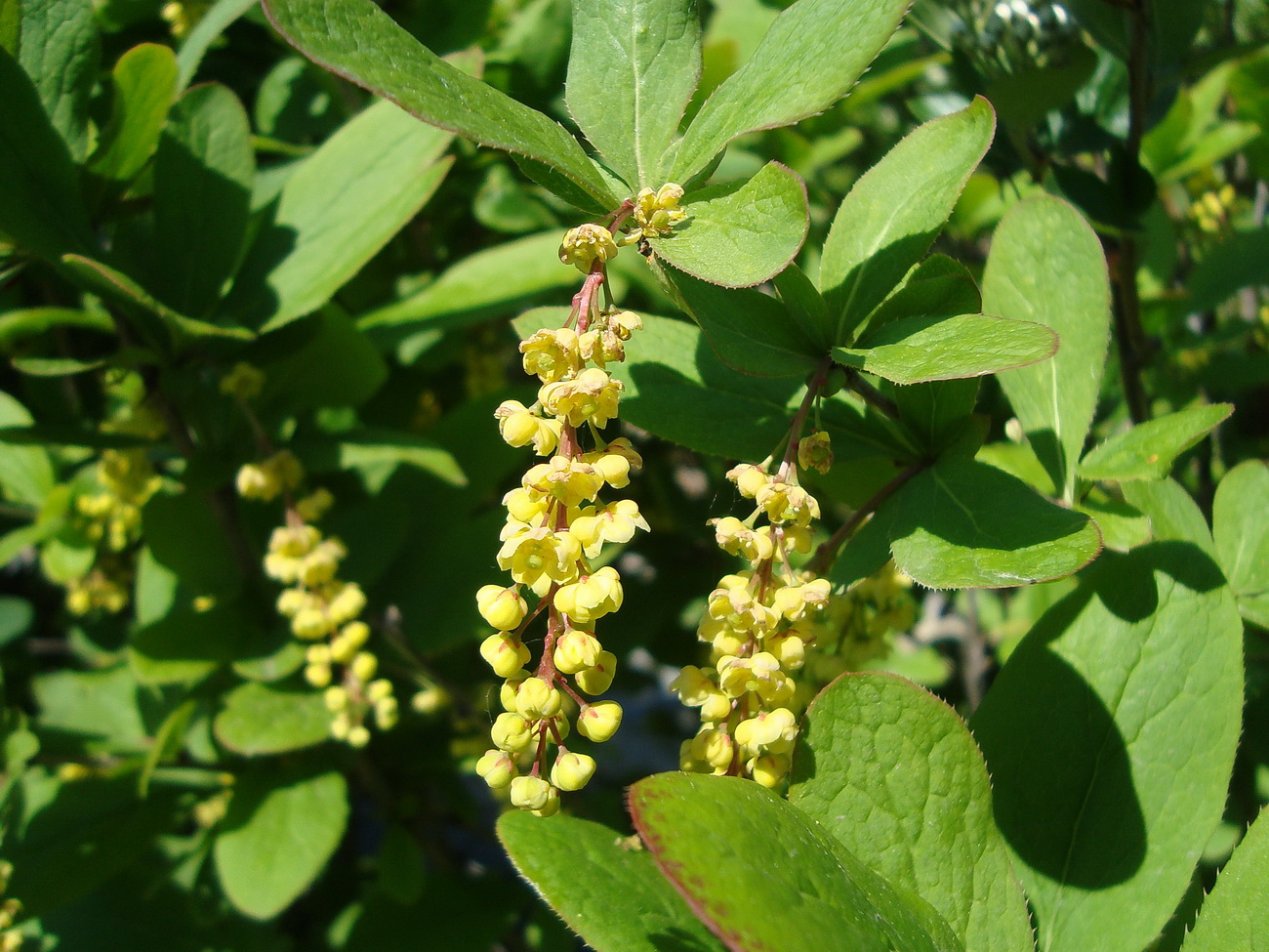 Image of genus Berberis specimen.