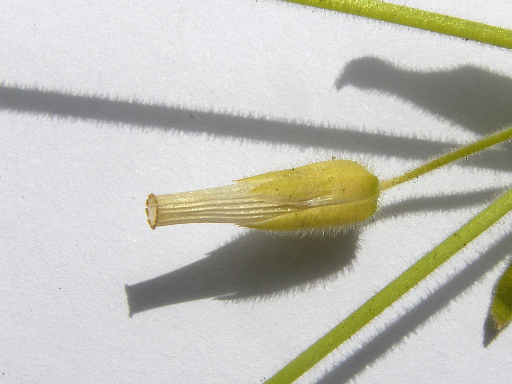 Image of Cerastium nemorale specimen.