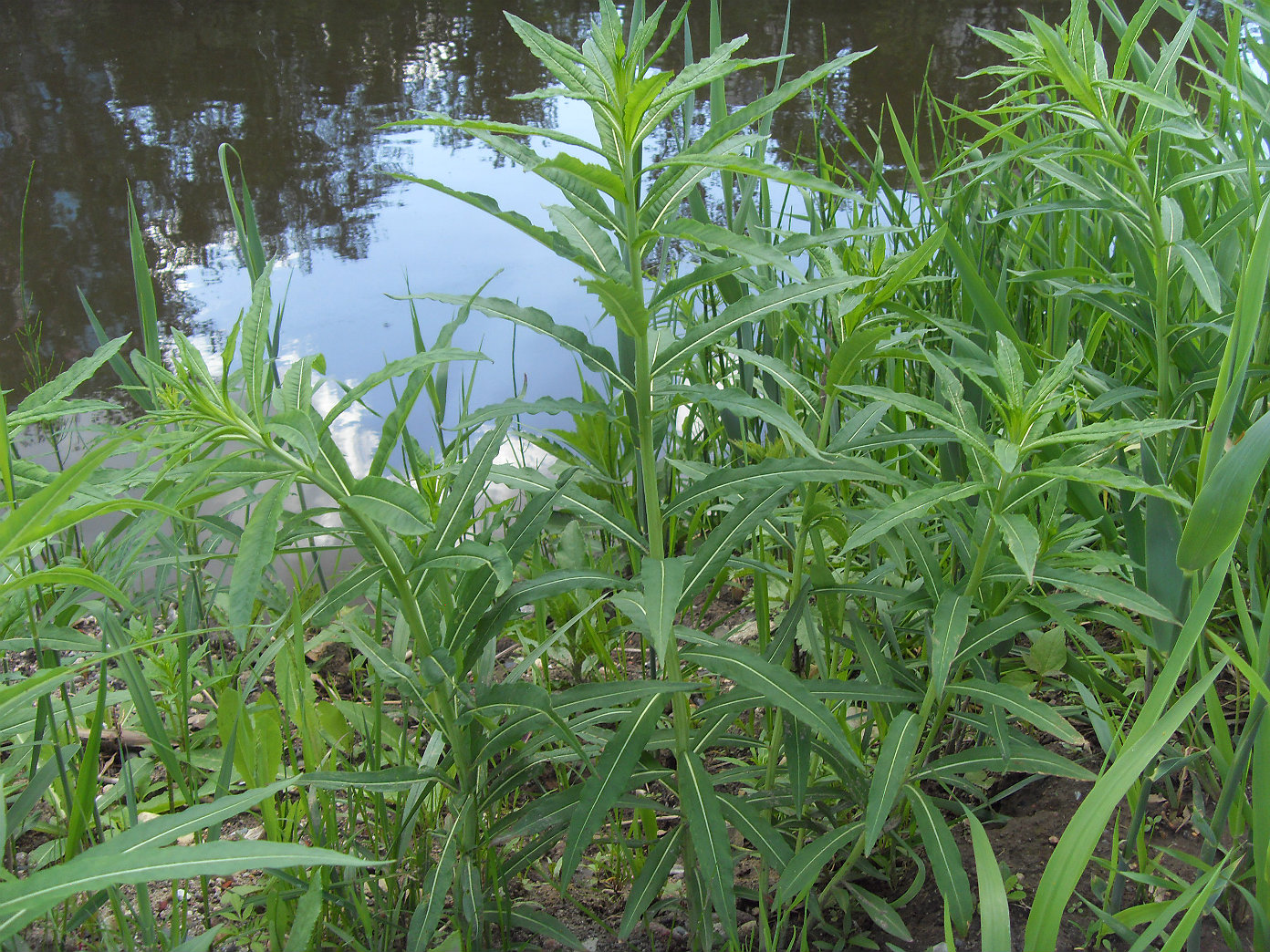 Изображение особи Chamaenerion angustifolium.