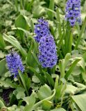 Hyacinthus orientalis. Цветущие растения. Москва, ботанический сад МГУ \"Аптекарский огород\". 02.05.2016.