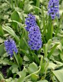 Hyacinthus orientalis. Цветущие растения. Москва, ботанический сад МГУ \"Аптекарский огород\". 02.05.2016.