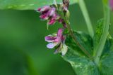 Lathyrus pisiformis. Соцветие. Татарстан, Нижнекамский р-н, окр. дер. Благодатная, лесостепной участок с чередованием степи и перелесков с преобладанием дуба, среди древостоя. 29 мая 2016 г.