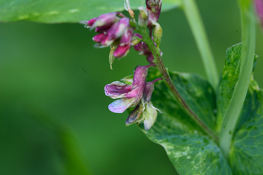 Image of Lathyrus pisiformis specimen.