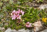 Androsace albana