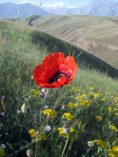 Image of Papaver pavoninum specimen.