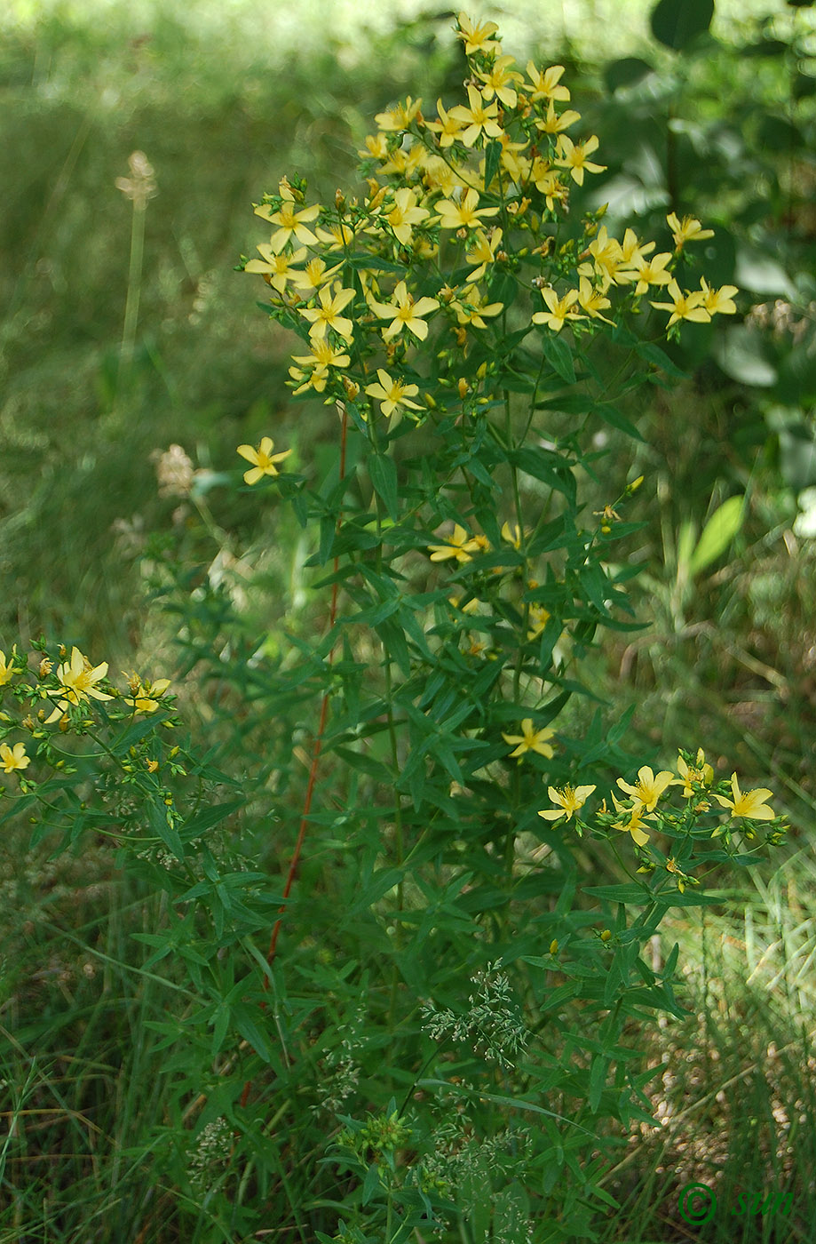 Изображение особи Hypericum elegans.