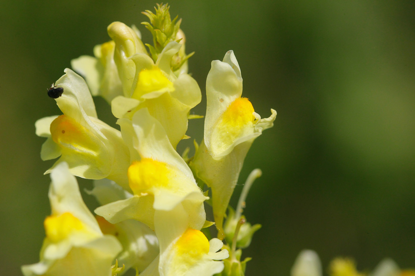 Image of Linaria vulgaris specimen.