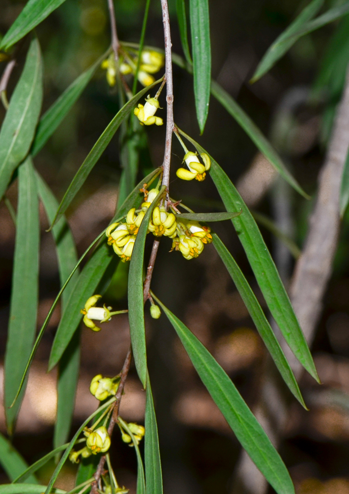 Image of Pittosporum phillyraeoides specimen.