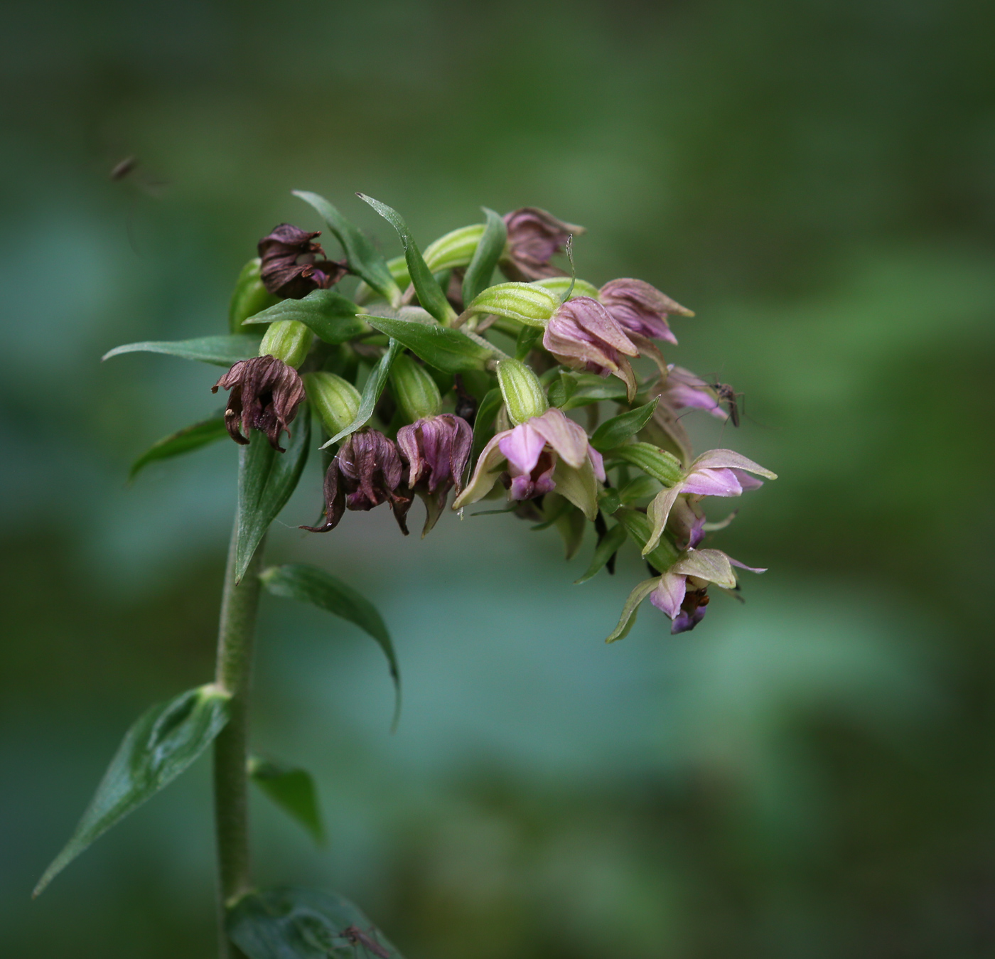 Изображение особи Epipactis helleborine.