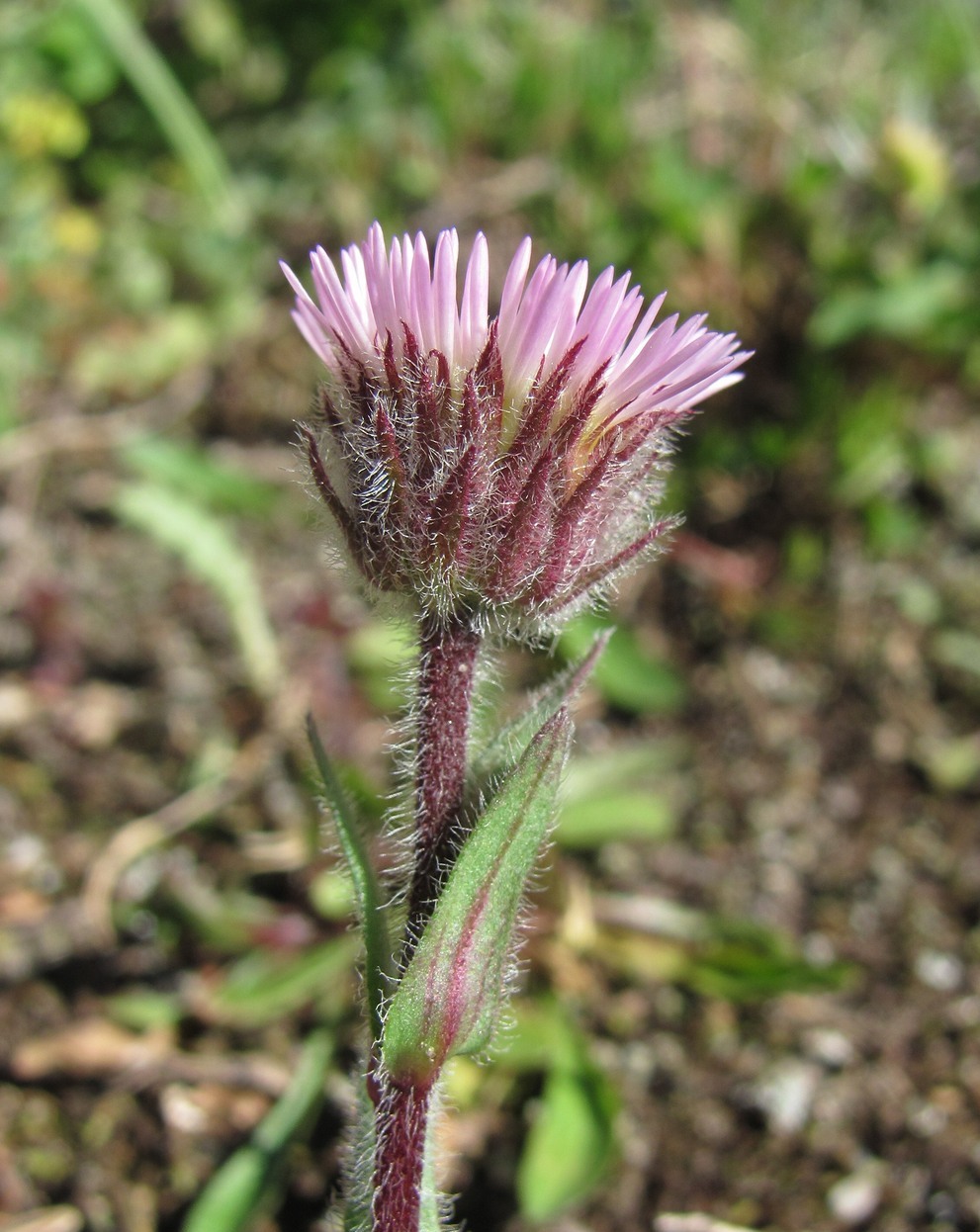 Image of Erigeron uniflorus specimen.