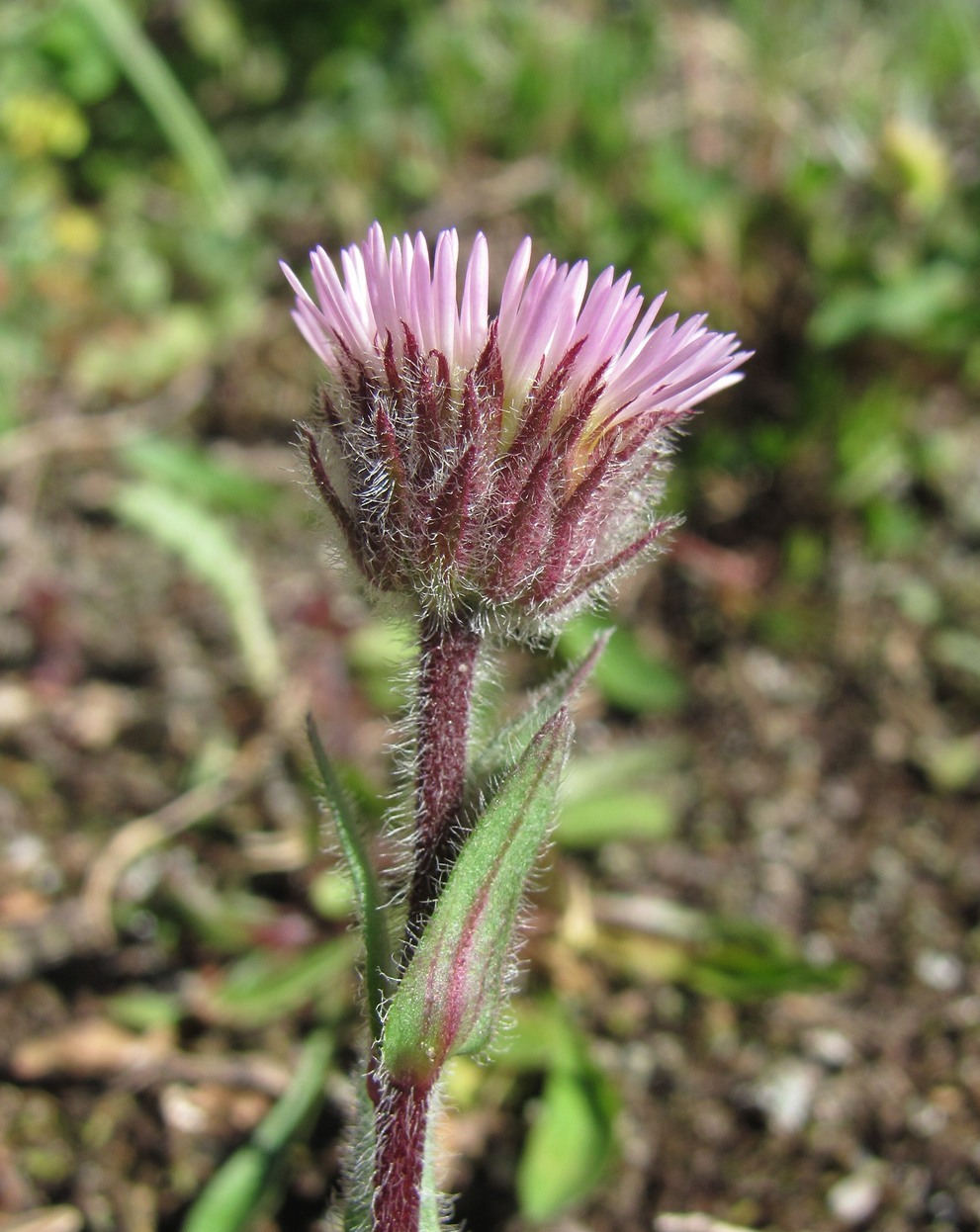 Изображение особи Erigeron uniflorus.