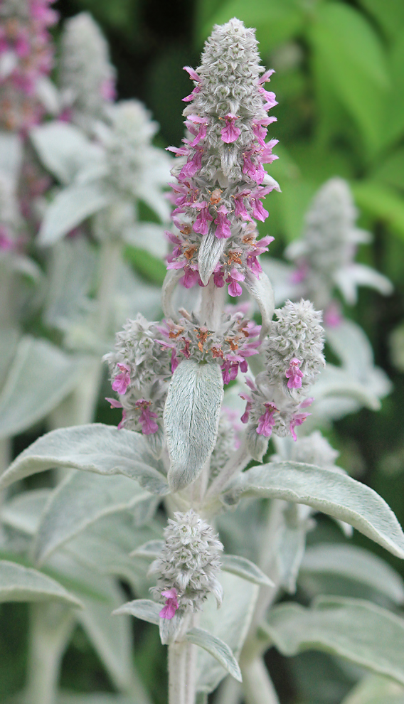 Изображение особи Stachys byzantina.