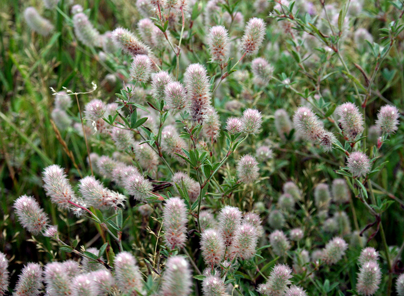 Изображение особи Trifolium arvense.