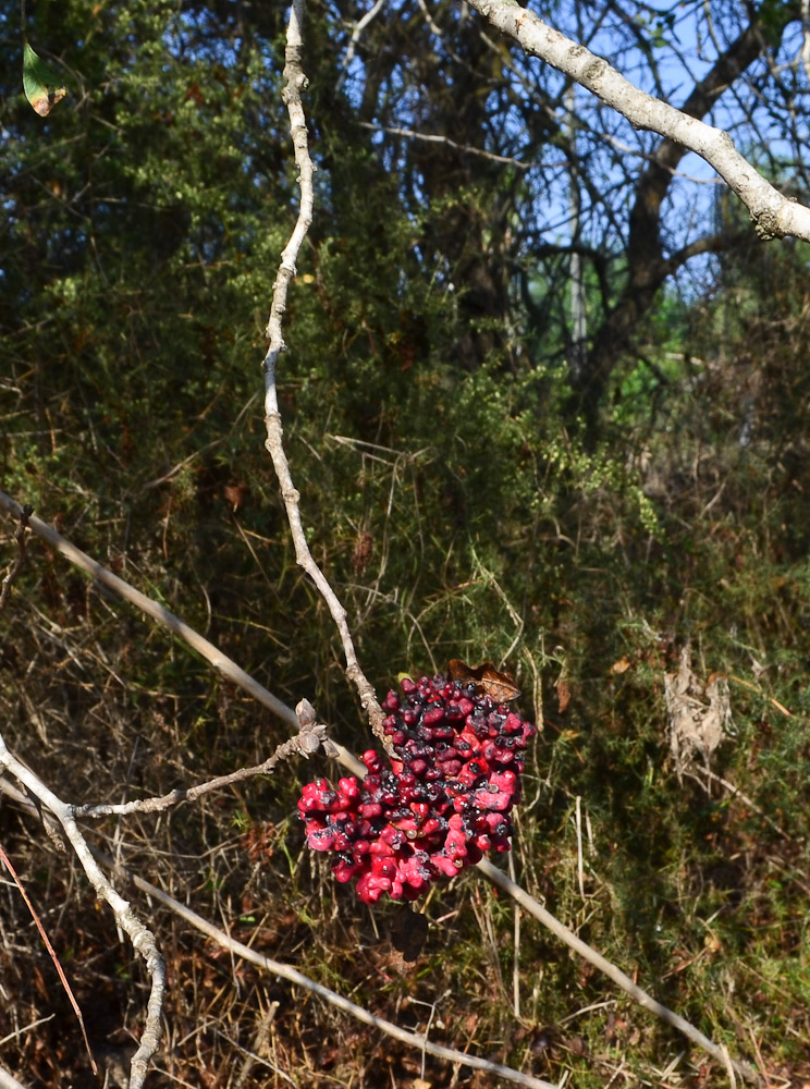 Image of Pistacia atlantica specimen.