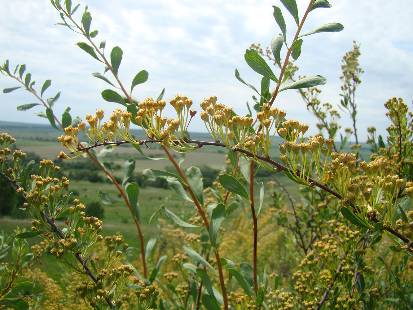 Image of Spiraea hypericifolia specimen.