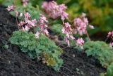 Dicentra peregrina