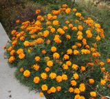 Tagetes patula