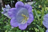 Смотреть изображение Campanula medium