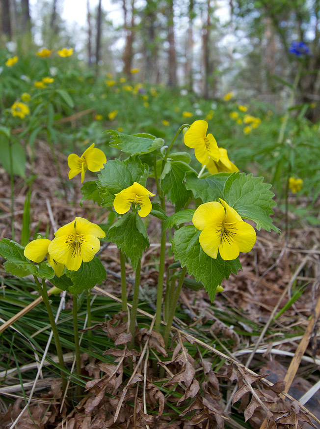 Изображение особи Viola uniflora.