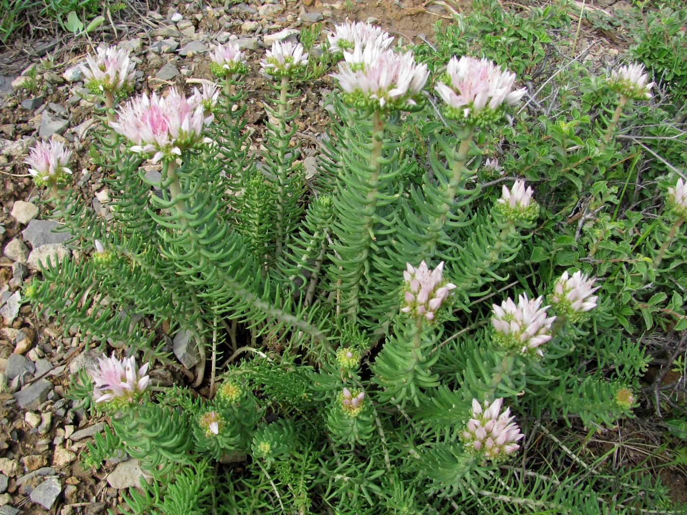 Image of Pseudosedum longidentatum specimen.