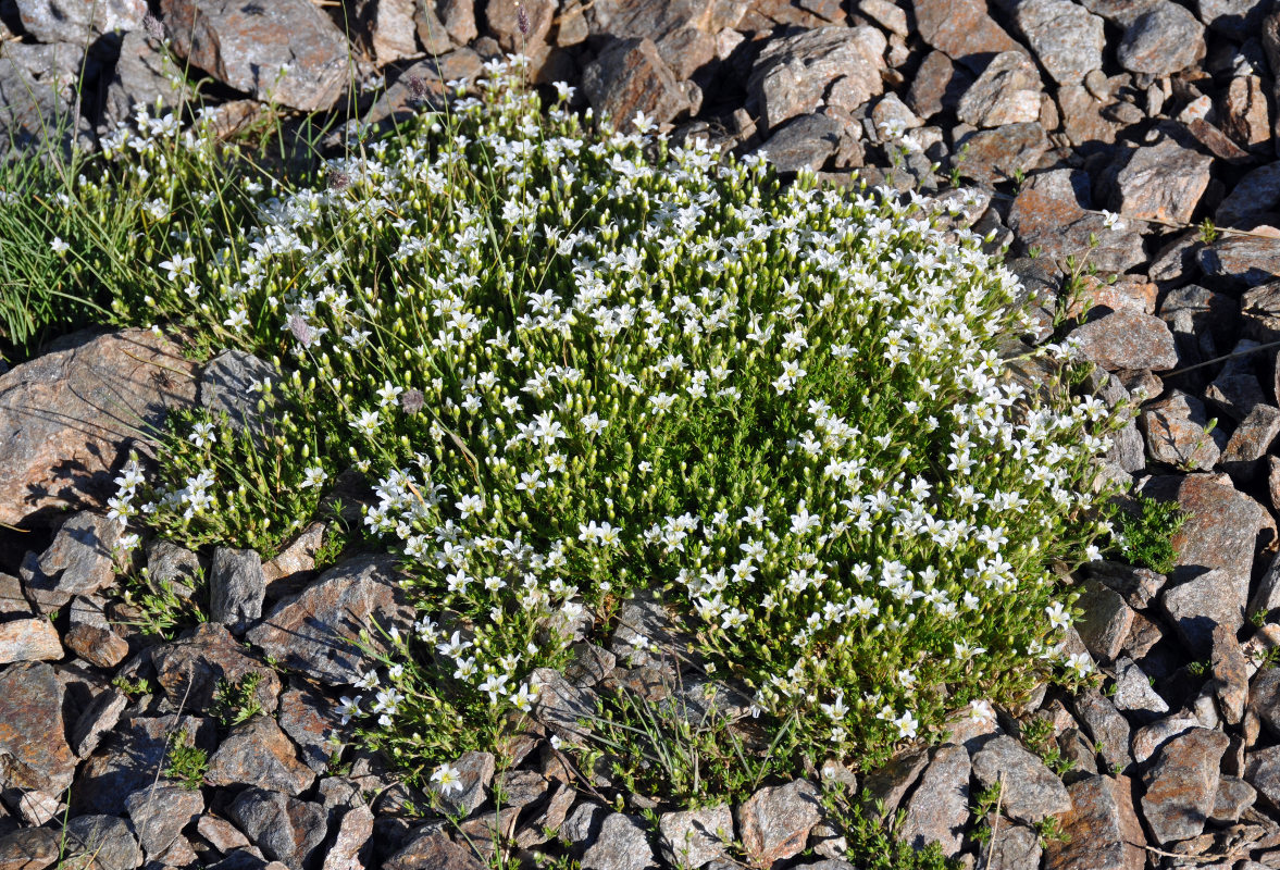 Изображение особи Minuartia imbricata.