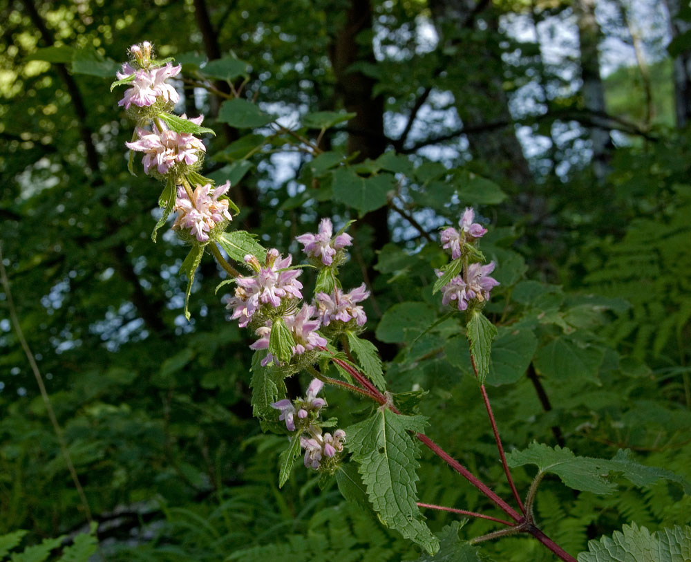Image of Phlomoides tuberosa specimen.